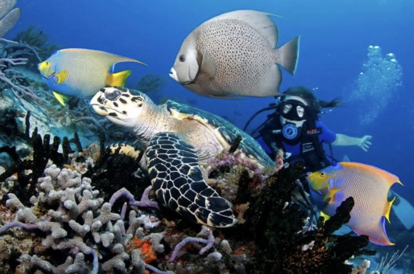 Sea turtle and colorful reef fish over coral in Cozumel